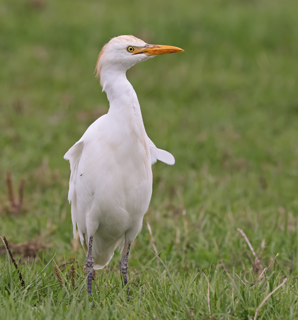 Bubulcus ibis Koereiger Cattle eagret